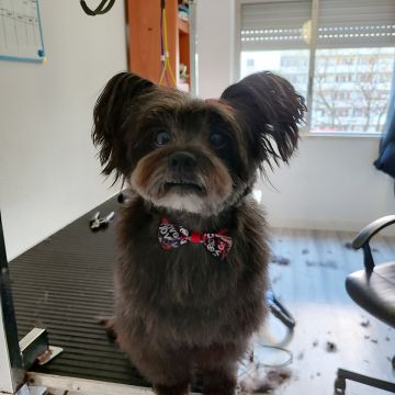 Patas com pinta - Loures - Pet Care and Grooming