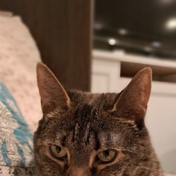 Lavinia Elisa - Cascais - Cat Sitting