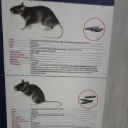 Quimpest-Serviços de Desinfestação - Santa Comba Dão - Pest Control Services