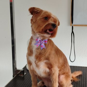 Patas com pinta - Loures - Pet Care and Grooming