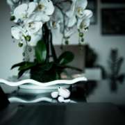 Ivo Sousa - Trofa - Pet Photography