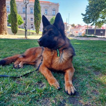 Filipa M. - Lisboa - Pet Sitting