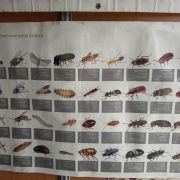 Quimpest-Serviços de Desinfestação - Santa Comba Dão - Bed Bug Extermination