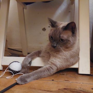 Filipa M. - Lisboa - Cat Sitting