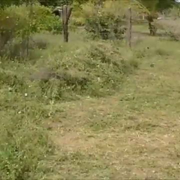 Mateus Santos - Maia - Tree Trimming and Maintenance