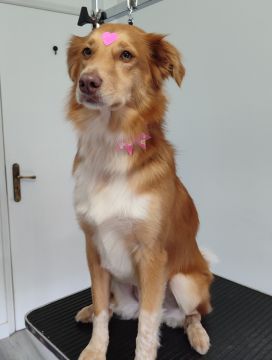Patas com pinta - Loures - Pet Care and Grooming
