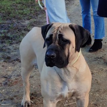 BOMdeFARO - Santa Maria da Feira - Banhos e Tosquias para Animais