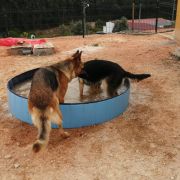Reino das peripecias caninas - Cadaval - Treino de Cães