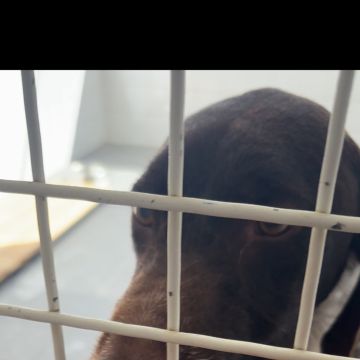 Nadya - Portimão - Pet Sitting