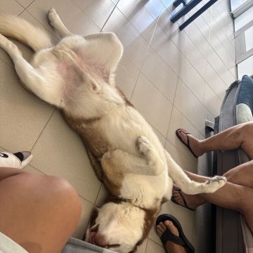 Nadya - Portimão - Dog Walking