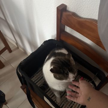 Nadya - Portimão - Pet Sitting and Walking