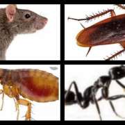 Quimpest-Serviços de Desinfestação - Santa Comba Dão - Bed Bug Extermination
