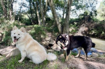 Promeneur de chiens