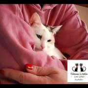 Tânia Costa Cat Sitter & Dog Walker - Gondomar - Creche para Cães