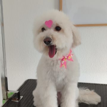 Patas com pinta - Loures - Pet Care and Grooming