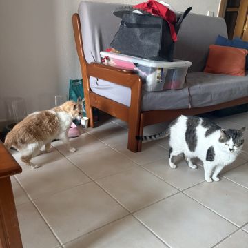 Nadya - Portimão - Pet Care and Grooming