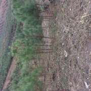Jose Teixeira - Baião - Shrub Removal