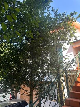 Serviço de Jardinagem
