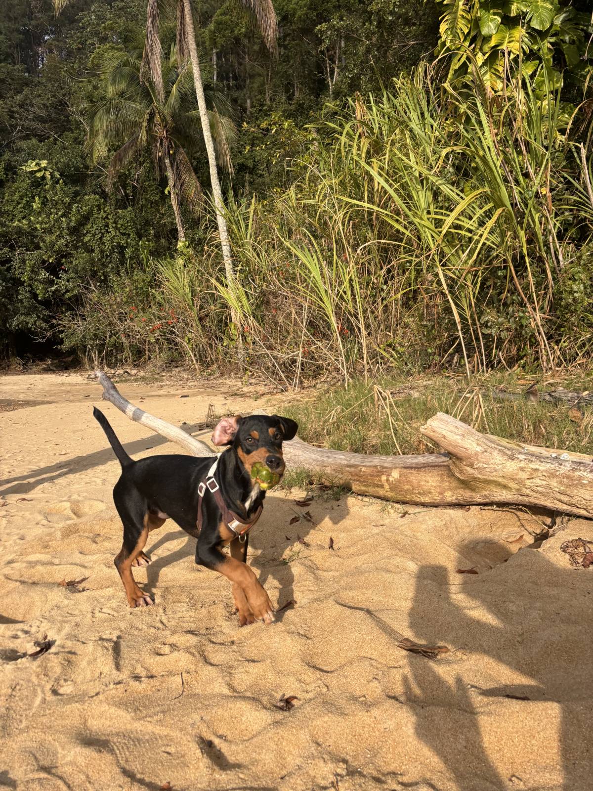 Roberta Rosalina - Sintra - Hundeausführung
