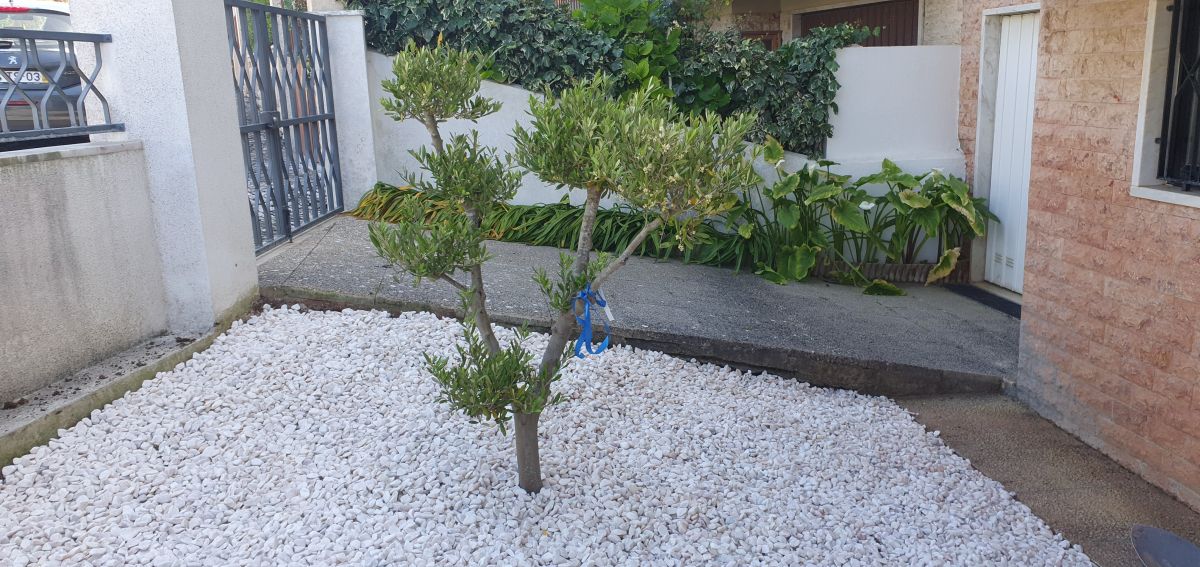 Paulo Ferreira - Seixal - Plantação de Árvores