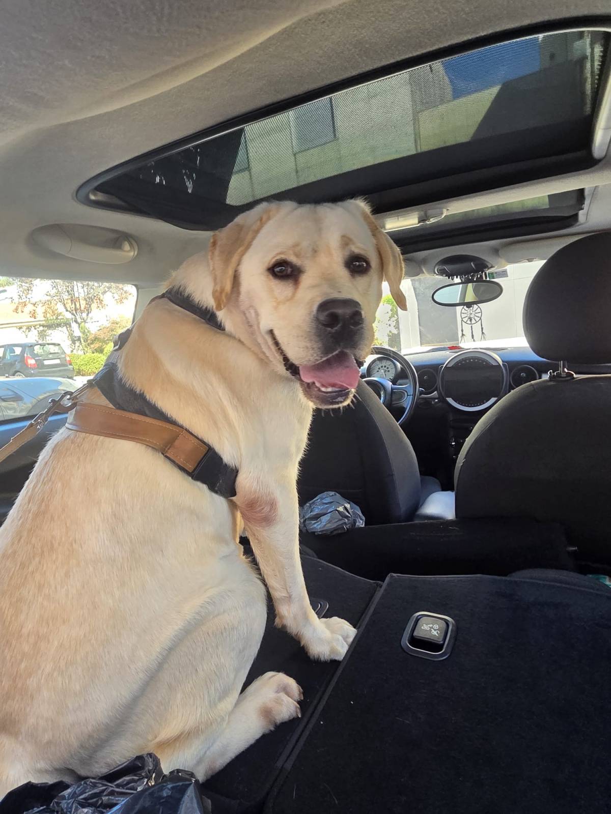 Dog sitter Anna 💙 Porto/Bonfim - Porto - Dog Walking