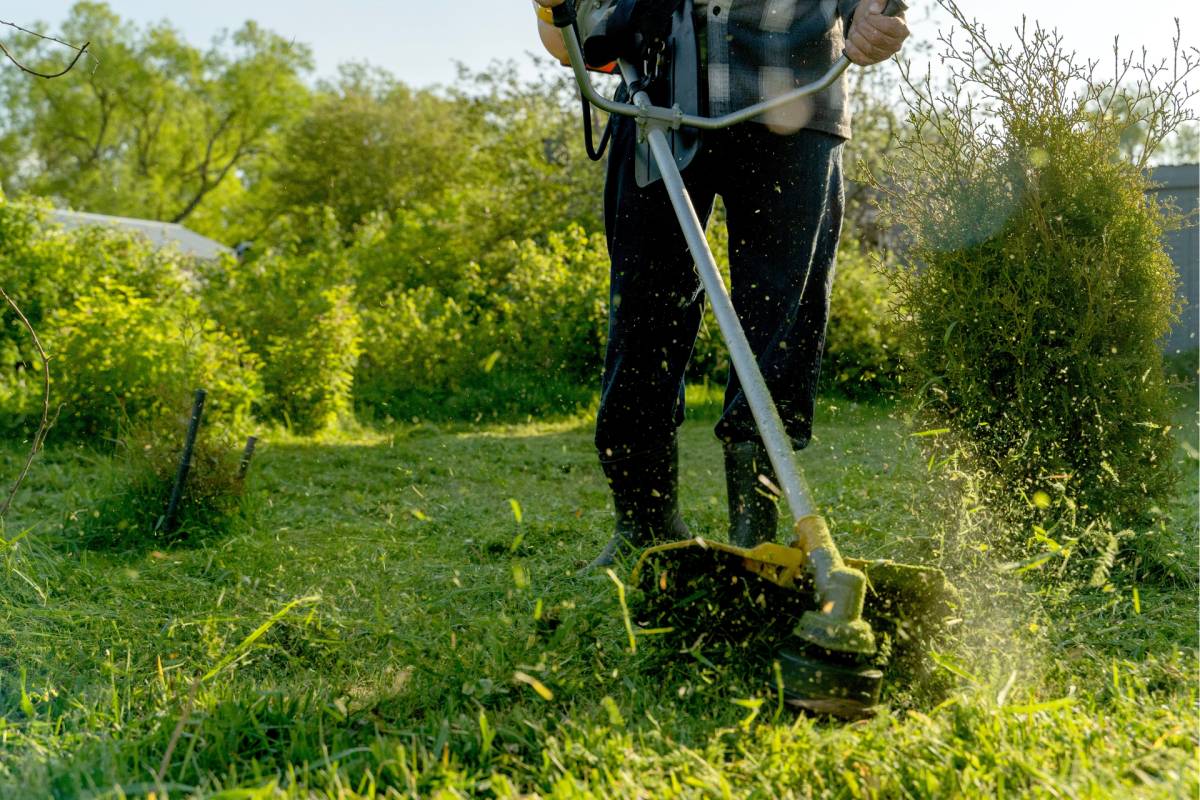 Clean Press - Vila Franca de Xira - Élagage et entretien des arbres