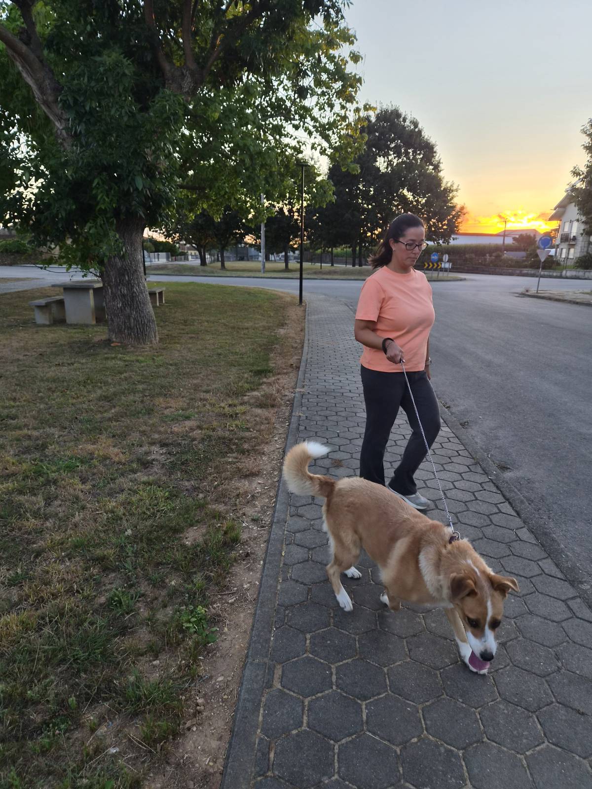 Iris - Oliveira de Azeméis - Dog Sitting
