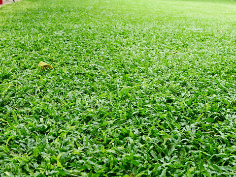 Jardinagem castro - Maia - Poda e Manutenção de Árvores