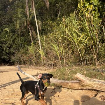 Roberta Rosalina - Sintra - Hundeausführung