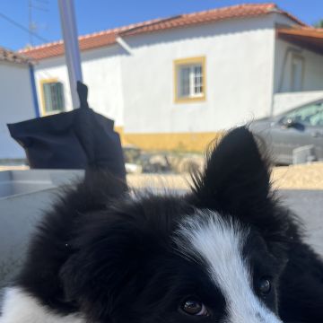 Melissa Miranda - Évora - Hotel para Cães
