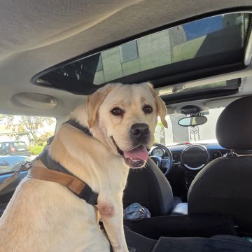 Dog sitter Anna 💙 Porto/Bonfim - Porto - Dog Walking