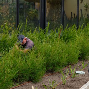 Jardins da Boavista - Lisboa - Poda e Manutenção de Árvores