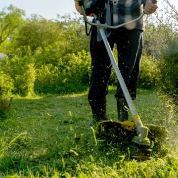 Clean Press - Vila Franca de Xira - Élagage et entretien des arbres