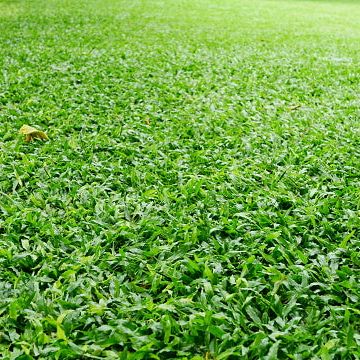 Jardinagem castro - Maia - Poda e Manutenção de Árvores