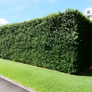 Rasenpflege - Kompletter Rundum-Service (regelmäßig) - Jardins da Boavista Lda. - Bernkastel-Wittlich