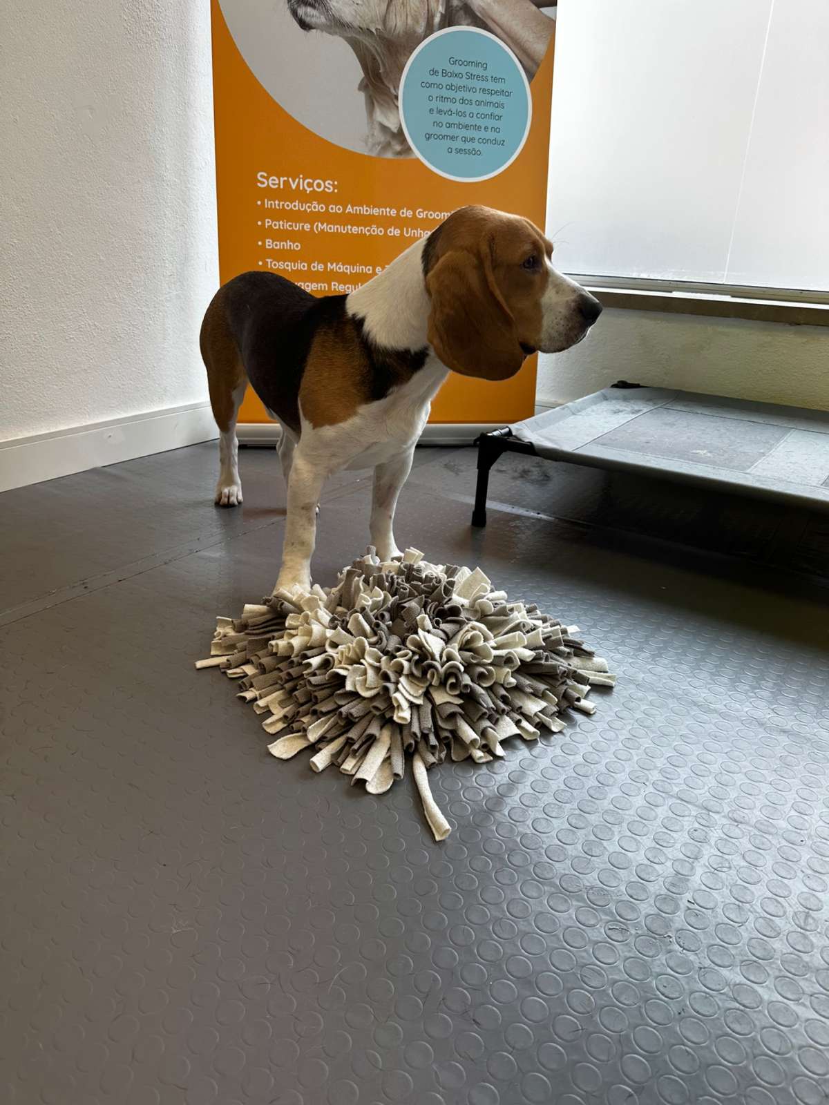 Slow Groom - banhos e tosquias de baixo stress - Lisboa - Dog Sitting