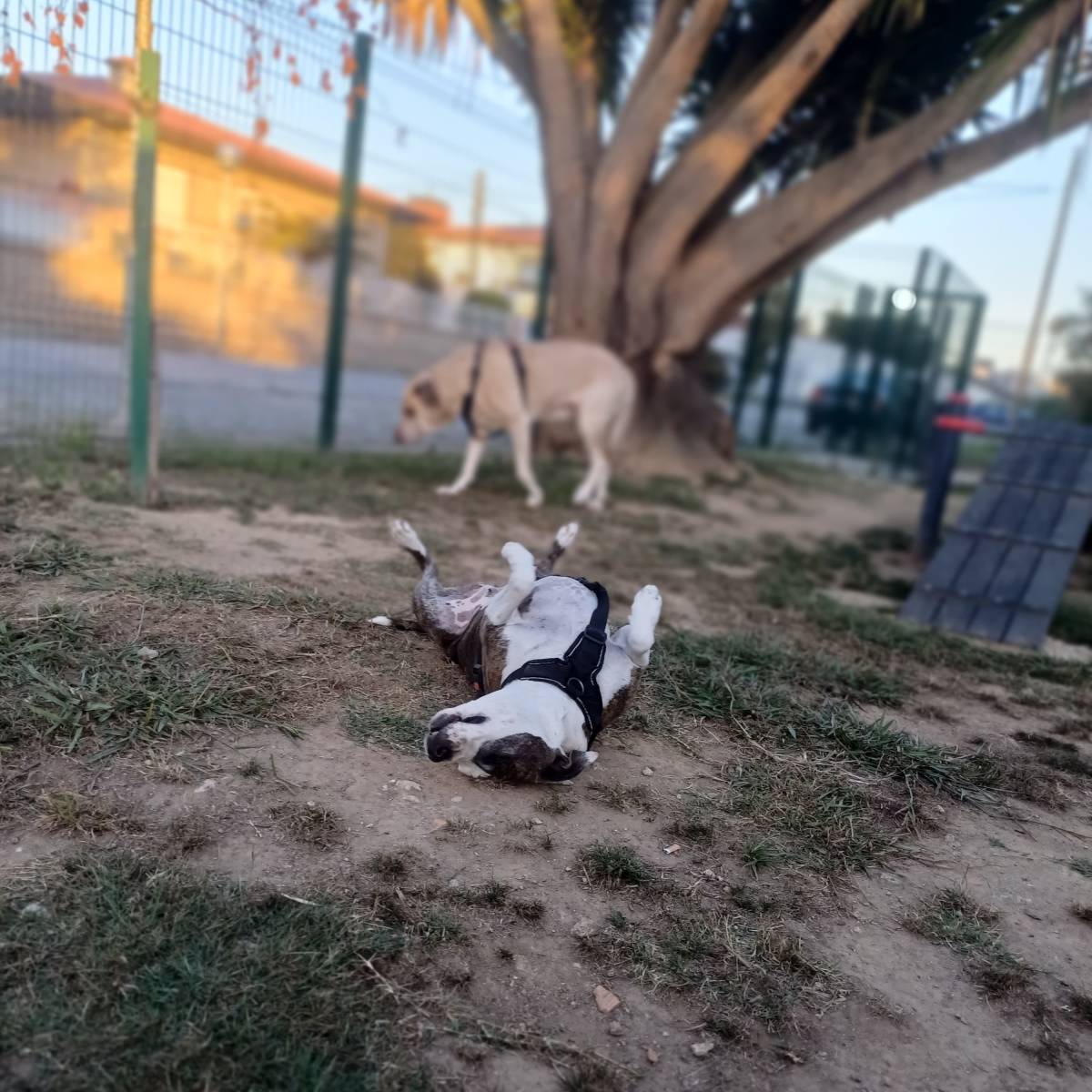Mundo PetSitting - Maia - Hundeausführung