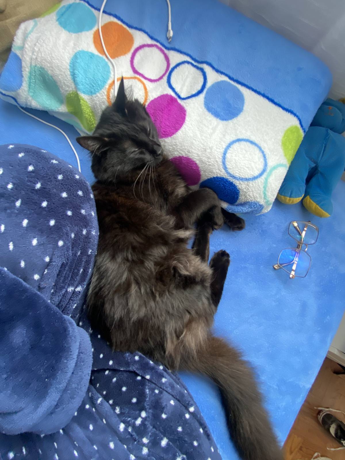 Jenifer - Leiria - Cat Sitting