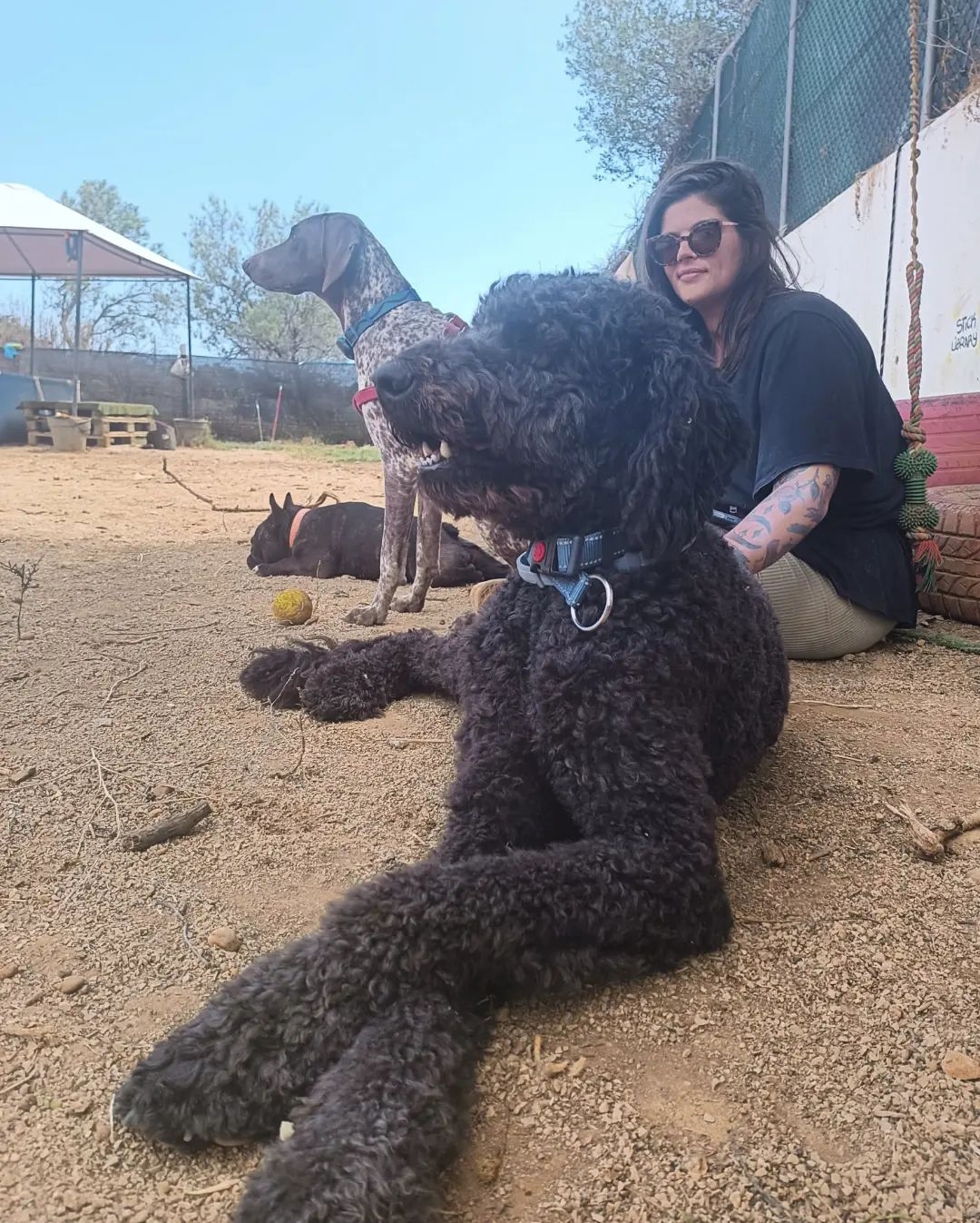 Joana - Portimão - Banhos e Tosquias para Animais