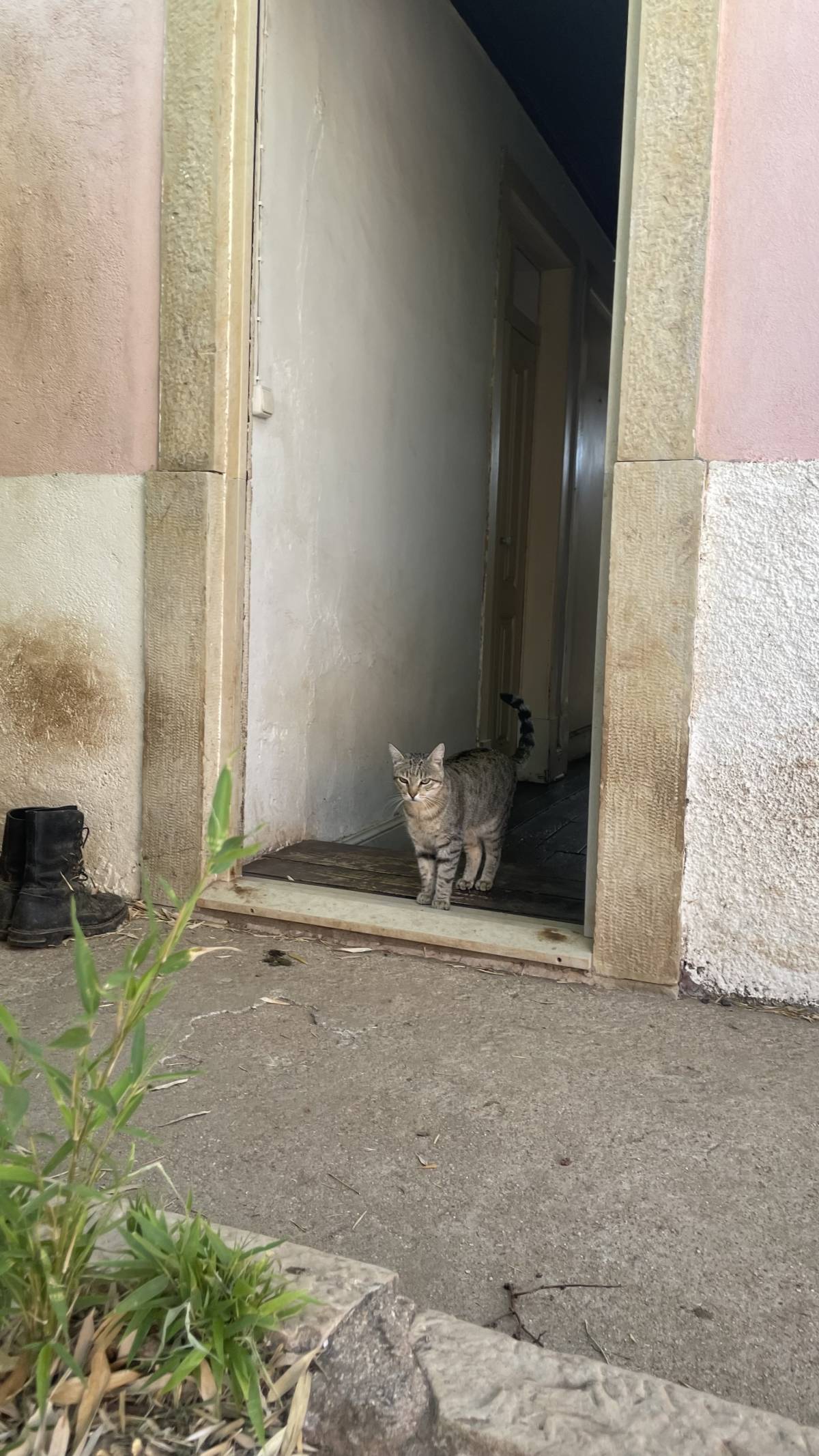 Patrulha Pet - Coimbra - Cuidados para Animais de Estimação