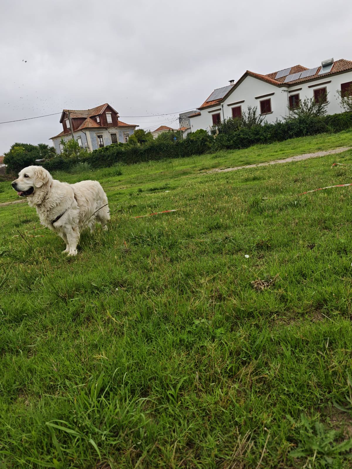 Sofia - Vila Nova de Gaia - Garde de chat