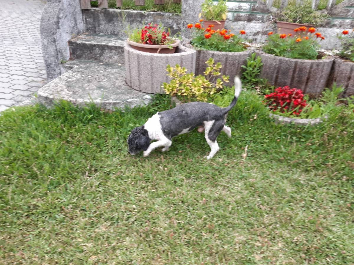 Patrulha Pet - Coimbra - Dog Walking