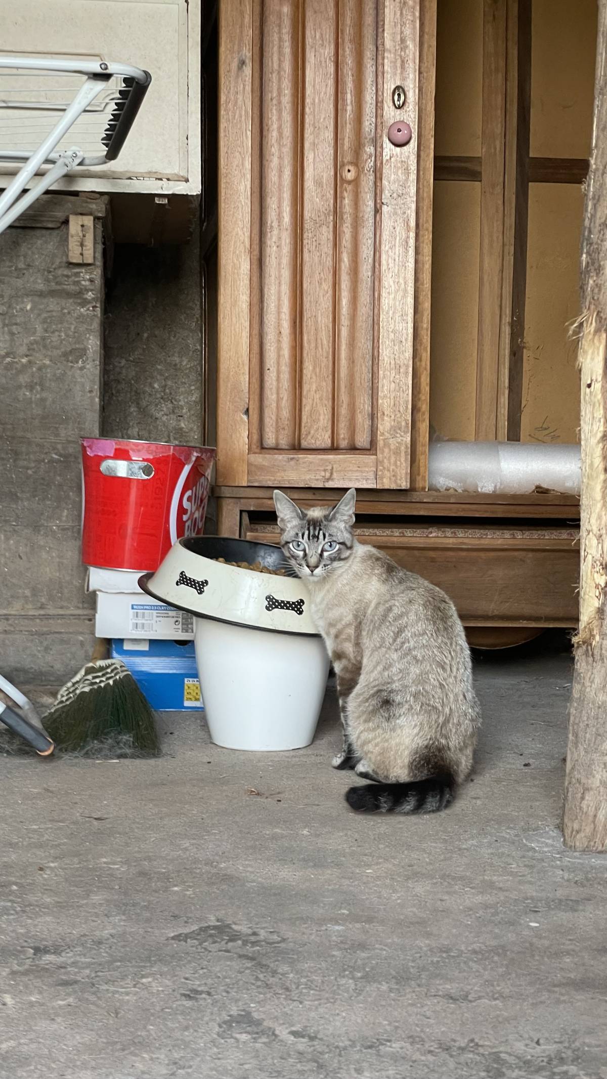 Patrulha Pet - Coimbra - Cat Sitting