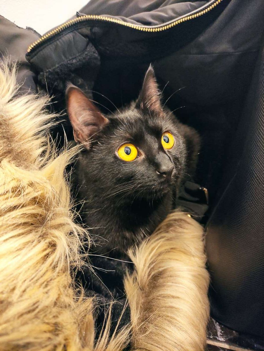 Maria Oliveira - Vila Nova de Gaia - Cat Sitting