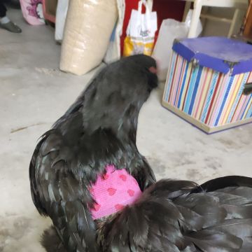Enfermeira Veterinária Mariana - Lousada - Banhos e Tosquias para Animais