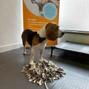 Slow Groom - banhos e tosquias de baixo stress - Lisboa - Dog Sitting