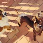 Joana - Portimão - Pet Care and Grooming