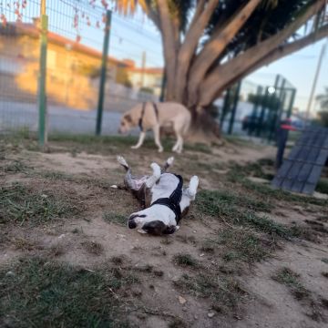 Mundo PetSitting - Maia - Hundeausführung