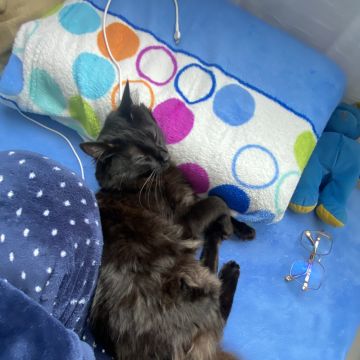 Jenifer - Leiria - Cat Sitting