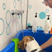 Slow Groom - banhos e tosquias de baixo stress - Lisboa - Creche para Cães